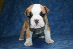 

            
Cachorros de la raza Bulldog para la Venta 



            


            


            