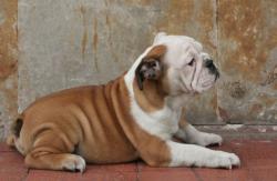 Click sobre la imagen para ampliarla