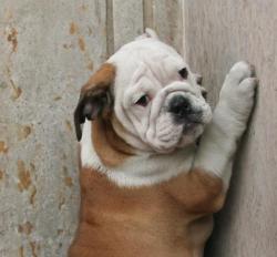 Ejemplares, cachorros de raza Bulldog Ingles registrados 

            


            