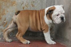 Click sobre la imagen para ampliarla