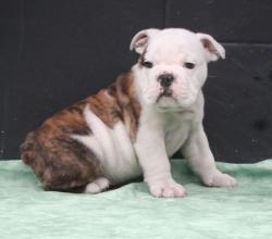 
            
Cachorros para la venta de Bulldog Ingles

            


            


            