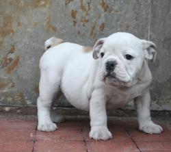 cachorros de bulldog ingles p
            


            
