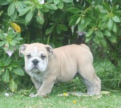 Cachorros de raza Bulldog Ingles para la venta del criadero Nutibara Bulldogs -Pet shop Special Dogs 




            


            