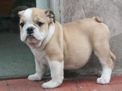 
            
Cachorros Bulldog Ingles para la venta 

            


            


            