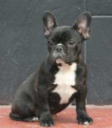 Cachorros de raza Bulldog Francés para la venta del criadero Nutibara Bulldogs -Pet shop Special Dogs 

            


            