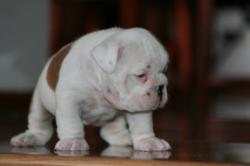 Cachorros de Bulldog Ingles para la venta



            


            