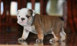 

            Cachorros de Bulldog Ingles para la venta




            


            


            