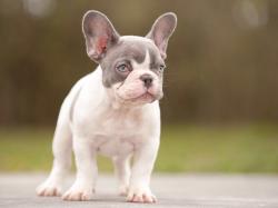 Click sobre la imagen para ampliarla