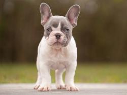 Click sobre la imagen para ampliarla