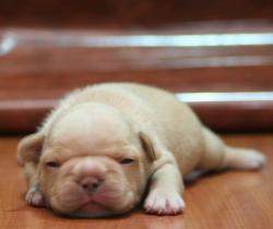 Cachorros de raza Bulldog Ingles para la venta del criadero Nutibara Bulldogs -Pet shop Special Dogs 


            


            