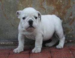 Cachorros para la venta bulldog ingles


            


            
