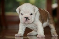 Cachorros de Bulldog Ingles para la venta




            


            