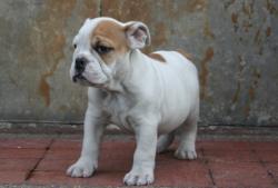 Cachorros para la venta de Bulldog Ingles


            


            