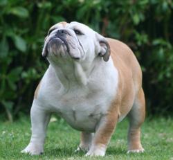 Click sobre la imagen para ampliarla