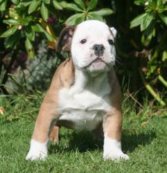 Cachorros de raza Bulldog Ingles para la venta del criadero Nutibara Bulldogs -Pet shop Special Dogs 

            


            