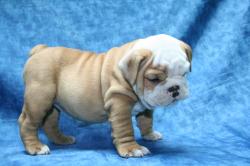 Click sobre la imagen para ampliarla