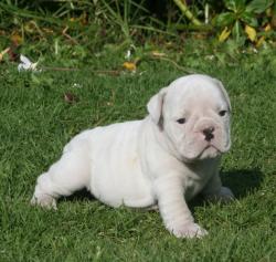 Cachorros de raza Bulldog Ingles para la venta del criadero Nutibara Bulldogs -Pet shop Special Dogs 




            


            