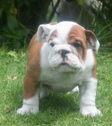 
            Cachorros de raza Bulldog Ingles para la venta del criadero Nutibara Bulldogs -Pet shop Special Dogs 


            


            


            