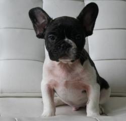 Bulldog frances para la venta registrados

            


            