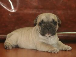 Cachorros de raza Bulldog Ingles para la venta del criadero Nutibara Bulldogs -Pet shop Special Dogs 

            


            