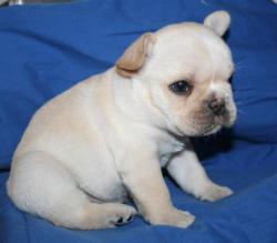 cachorros de bulldog frances registrados  para la venta


            


            