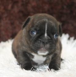 Cachorros de raza Bulldog Ingles para la venta del criadero Nutibara Bulldogs -Pet shop Special Dogs 


            


            