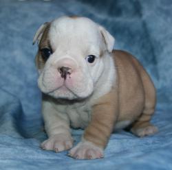 cachorro de raza bulldog Ingles 

            


            