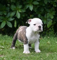 Cachorros para la venta de raza bulldog ingles del criadero nutibara bulldogs


            


            