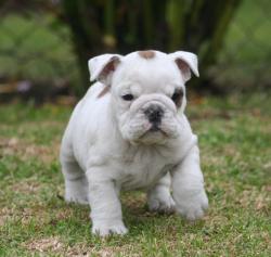 Cachorros de raza Bulldog Ingles para la venta del criadero Nutibara Bulldogs -Pet shop Special Dogs 




            


            