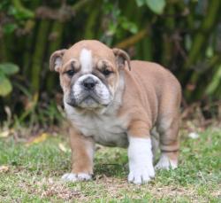 
            Cachorros de raza Bulldog Ingles para la venta del criadero Nutibara Bulldogs -Pet shop Special Dogs 


            


            


            