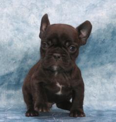 Cachorros de Bulldog frances 


            


            