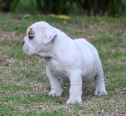 Click sobre la imagen para ampliarla