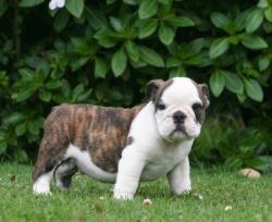 Cachorros para la venta de raza bulldog ingles del criadero nutibara bulldogs



            


            