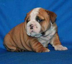 Ejemplares de Pura raza E.Bulldog registrados 
Disponible 


            


            