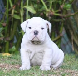 Cachorros de raza Bulldog Ingles para la venta del criadero Nutibara Bulldogs -Pet shop Special Dogs 




            


            