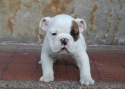 Ejemplares cachorros de Bulldog Ingles para la venta


            


            