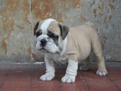 Click sobre la imagen para ampliarla