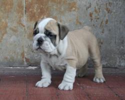             Cachorro de bulldog ingles para la venta

            


            


            
