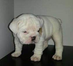 Click sobre la imagen para ampliarla