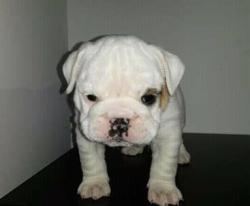 Click sobre la imagen para ampliarla