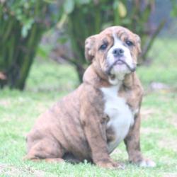 Cachorros de raza Bulldog Ingles para la venta del criadero Nutibara Bulldogs -Pet shop Special Dogs 


            


            