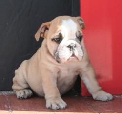 Cachorros de raza bulldog Ingles para la venta del criadero Nutibara Bulldogs           
            


            


            