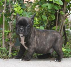 Camada de cachorros bulldog frances pra la venta
            


            