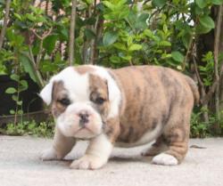 Cachorros de raza Bulldog Ingles para la venta del criadero Nutibara Bulldogs


            


            