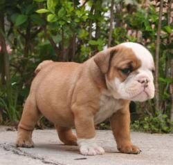 cachorro de raza Bulldog ingles para la venta del criadero Nutibara Bulldogs
           

            


            
