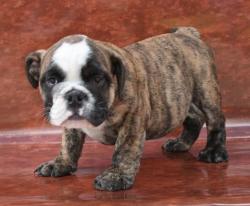 Ejemplares de Bulldog Ingles para la venta


            


            