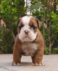 Cachorros de raza Bulldog Ingles para la venta del 
criadero Nutibara Bulldogs    


            


            