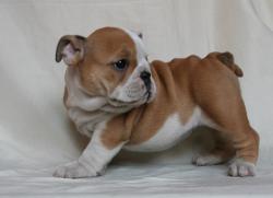             


              Ejemplares registrados de raza bulldog Ingles para 
