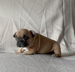 Click sobre la imagen para ampliarla