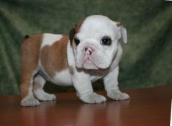             Cachorros para la venta de la raza Bulldog Ingles excelente genetica y linea de campeones   





            


            


            